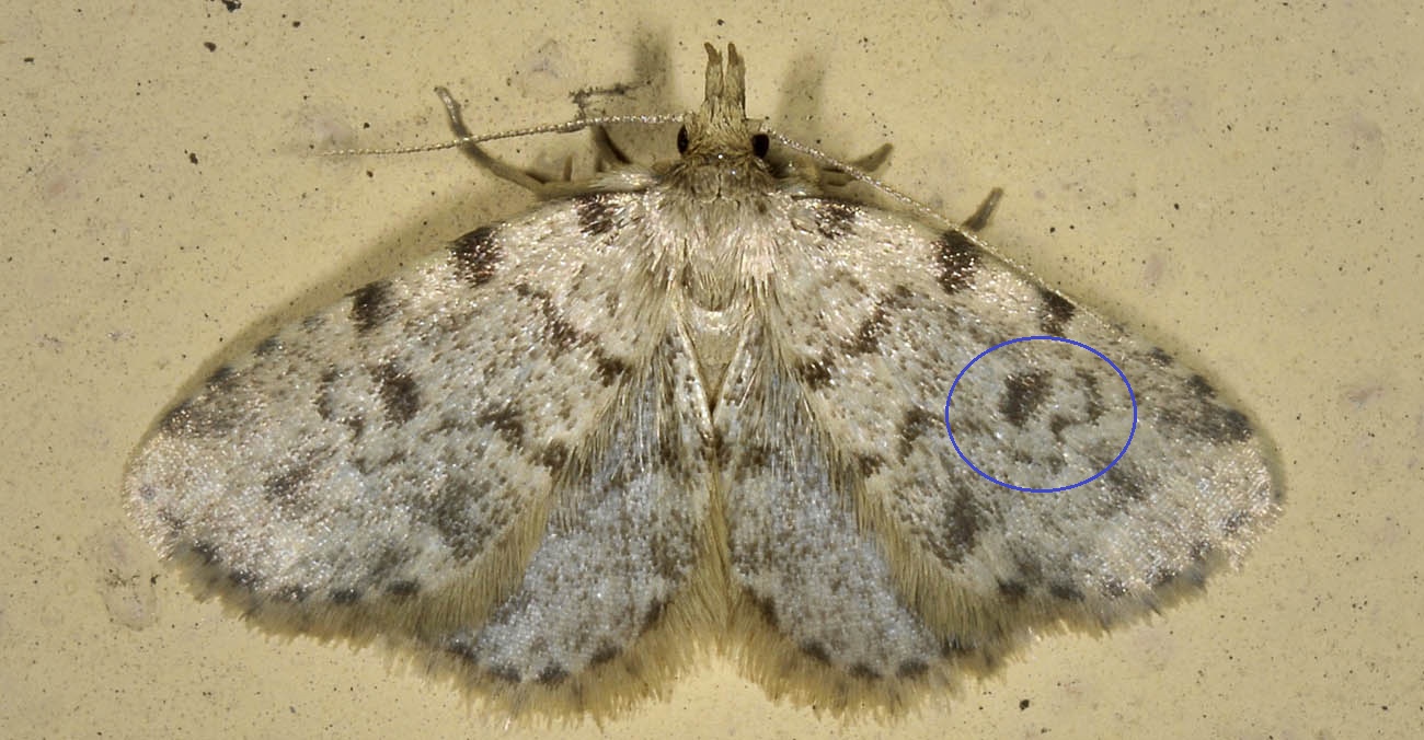 Da determinare - Orectis sp., Erebidae